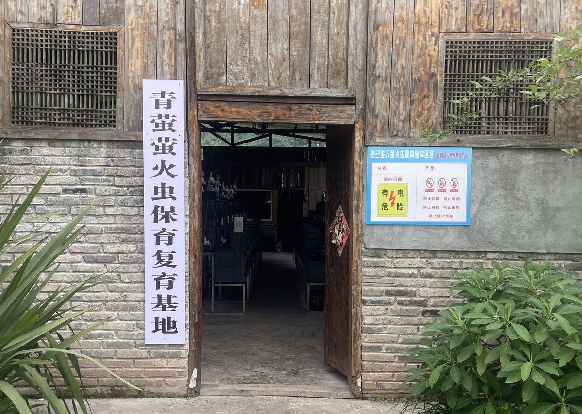 萤火虫繁育场景